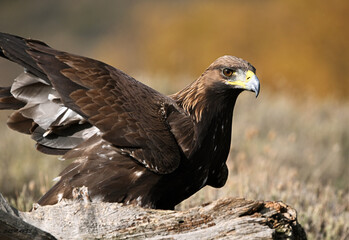 a majestic golden eagle in the mountain