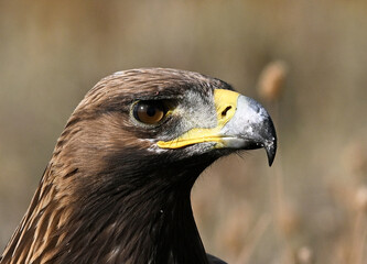 a portrait of majestic golden eagle in the mountain