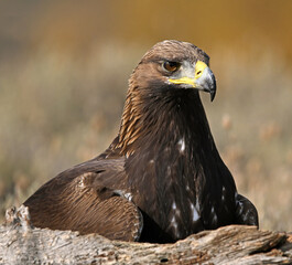 a portrait of majestic golden eagle in the mountain