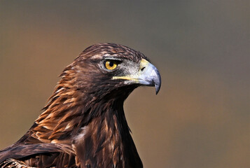 a majestic golden eagle in the mountain