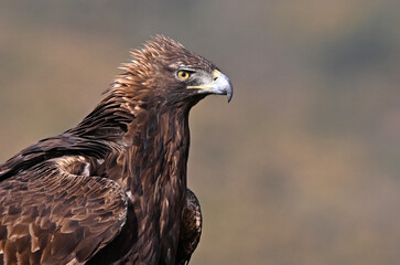 a portrait of majestic golden eagle in the mountain