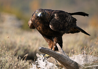 a majestic golden eagle in the mountain