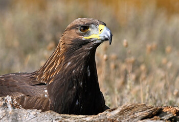a portrait of majestic golden eagle in the mountain
