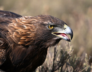 a portrait of majestic golden eagle in the mountain