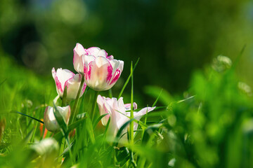 Tulips with white petals and vibrant pink edges creating a beautiful contrast, emerging from lush green grass, portraying growth and fresh nature during the bright spring season