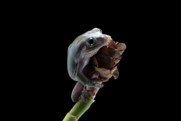 Dumpy green tree frog litoria caerulea isolated on black background