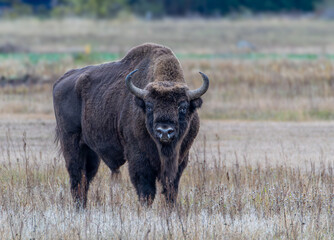 Adult European Bison in the Bialowieza National Park in Poland