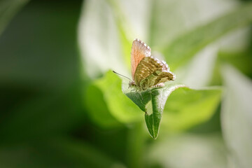 Beautiful tiny butterfly