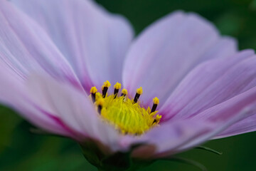 Autum pink flower stamens macro