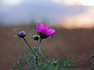 Pink flower at sunset or dawn
