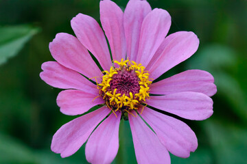 Autum pink flower macro