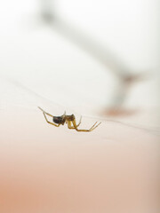 Soft backlit small spider in his web