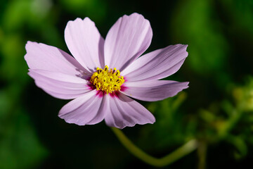 Autum pink flower stamens macro