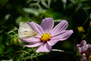 Autumn white butterfly