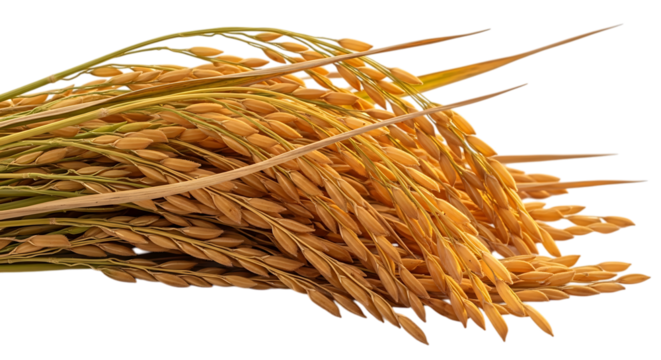 Golden Rice Stalks with Green Stems and Dry Leaves, isolated on a transparent background, cutout, PNG