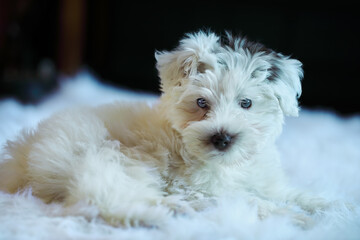Willow, a cute mini schnauzer puppy with non standard color with mega coat and blue eyes. White and liver parti coloring.