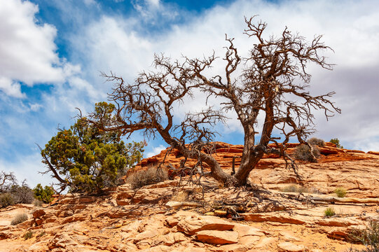 Canyonlands National Park, USA is famous for wilderness of canyons and fantastically formed buttes carved by the Colorado River