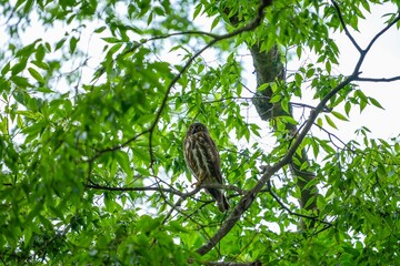 鋭い目つきで周囲を警戒する子育て中のアオバズク親鳥