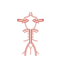 Willis circle Diagram Science Design. Vector Illustration.
