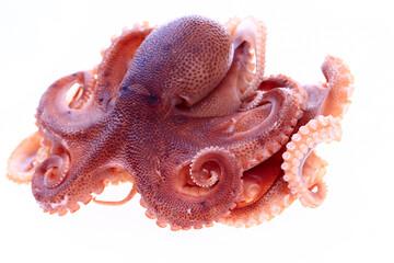 Octopus on a white background