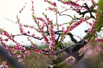 Blooming peach blossom, very beautiful