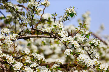 Blooming pear flower, very beautiful