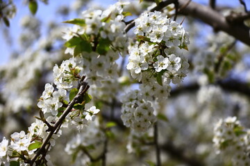 Blooming pear flower, very beautiful