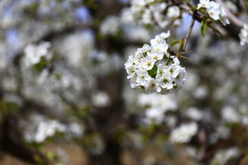 Blooming pear flower, very beautiful