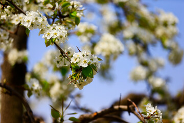 Blooming pear flower, very beautiful