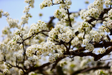 Blooming pear flower, very beautiful