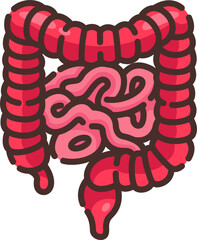 Illustration of large and small intestines showing digestive pathway, used for biology, healthcare, and anatomy educational materials