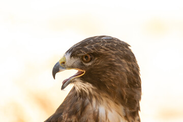 Majestic hawk captured in profile showcasing its sharp beak and keen eye in soft natural light