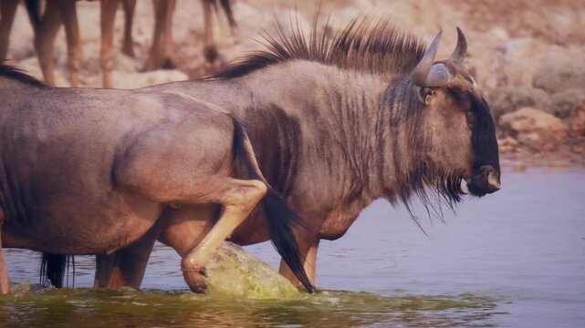 Blue wildebeest Connochaetes taurinus also Common wildebeest, White-bearded or Brindled gnu, large antelope in savannah, living in herd and drink in water hole in dry Namibia.