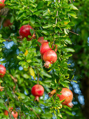 赤く熟したザクロの果実