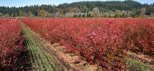 Fall landscape - Blue berry fields have turned red