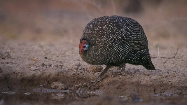 Helmeted Guineafowl - Numida meleagris guineafowl bird family, Numididae, genus Numida. Native to Africa south of Sahara, introduced into Brazil, Australia and Europe. Flock drink in water hole.