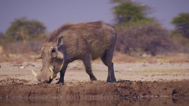 Common Warthog - Phacochoerus africanus  wild member of pig family Suidae found in grassland, savanna, and woodland, warthog pig in savannah in Africa drinking from namibian waterhole in Etosha.