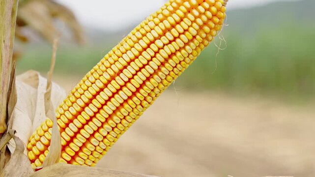 Ripe corn with full fruits