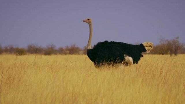 Common Ostrich - Struthio camelus huge flightless bird native to Africa, the largest living bird, long strong red legs, long neck, small head, big bird walk in savannah, dark male and brown female.