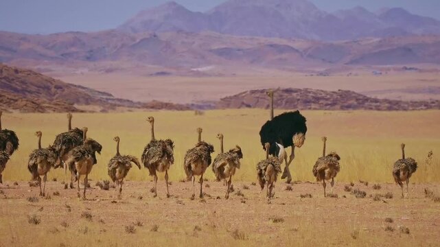 Common Ostrich - Struthio camelus huge flightless bird native to Africa, the largest living bird, long strong red legs, long neck, small head, big male bird walk in savannah with small chicken.
