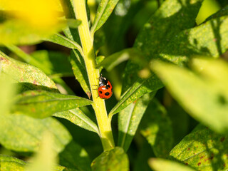 野原の植物とナナホシテントウ