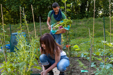 Happy couple harvesting fresh organic vegetables from home garden