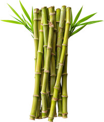 Obraz premium bamboo