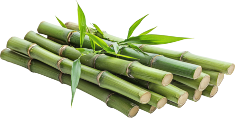 bamboo