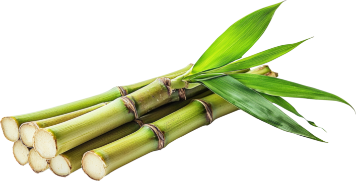 bamboo