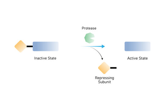 Zymogen Activation Reaction Science Design. Vector Illustration.
