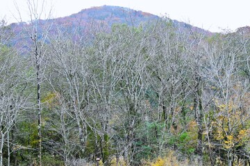 A view of Hakone in late autumn. Hakone, Kanagawa Prefecture, Japan. Many tourists visit Hakone every year to see the autumn leaves.