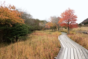 A view of Hakone in late autumn. Hakone, Kanagawa Prefecture, Japan. Many tourists visit Hakone every year to see the autumn leaves.