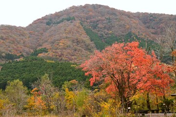 A view of Hakone in late autumn. Hakone, Kanagawa Prefecture, Japan. Many tourists visit Hakone every year to see the autumn leaves.