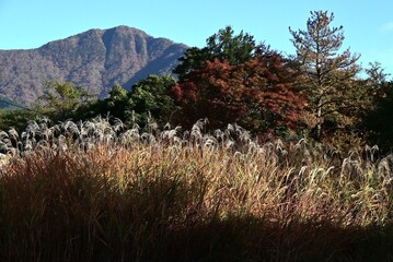 A view of Hakone in late autumn. Hakone, Kanagawa Prefecture, Japan. Many tourists visit Hakone every year to see the autumn leaves.